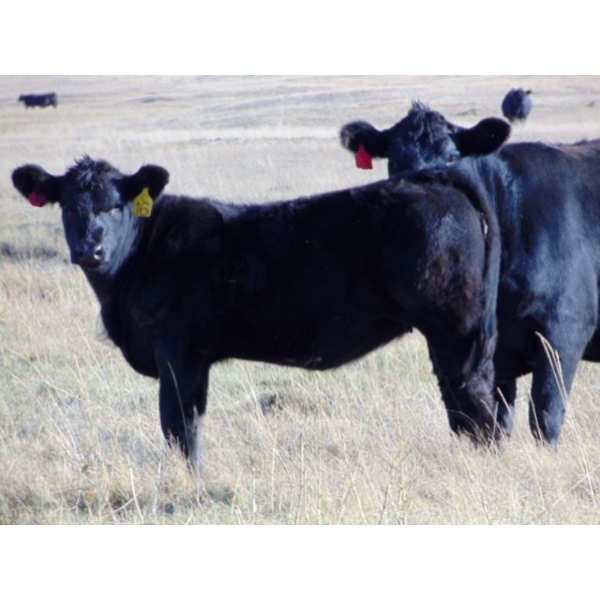 Cody Plumb - 650# October Delivery Heifer Calves - 35 Head (Enchant, AB)