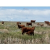 Image 4 : J-J Ranching - 40 Red Mature Pairs (Manyberries, AB)