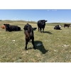 Image 6 : Gordon Burgemeister/Owen & Karen Francis - 650# October Delivery Steer Calves - 95 Head (Hanna, AB)