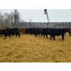 Image 3 : 7L Ranch - 870# March Delivery Steers - 68 Head (Lakeland, MB) VBP+
