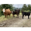 Image 6 : Beaver Ranch - 540# October Delivery Steer Calves - 220 Head (Quilchena, BC)