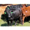 Image 4 : Spruce Tree Cattle Co. - 1000# November Delivery Grass Heifers - 63 Head (Linden, AB)