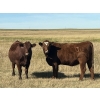 Image 2 : Clay Ridge Farms Inc. - 870# October Delivery Grass Heifers - 37 Head (Big Stone, AB)