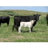 Image 2 : Circus Coulee Cattle - 530# November Delivery Heifer Calves - 100 Head (Dorothy, AB)