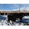 Image 2 : Antelope Butte Ranch - 769# March Delivery Steers - 75 Head (Lundbreck, AB) VBP+