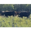 Image 20 : Sheldon Reimer - 940# September Delivery Grass Heifers - 325 Head (Cromer, MB)