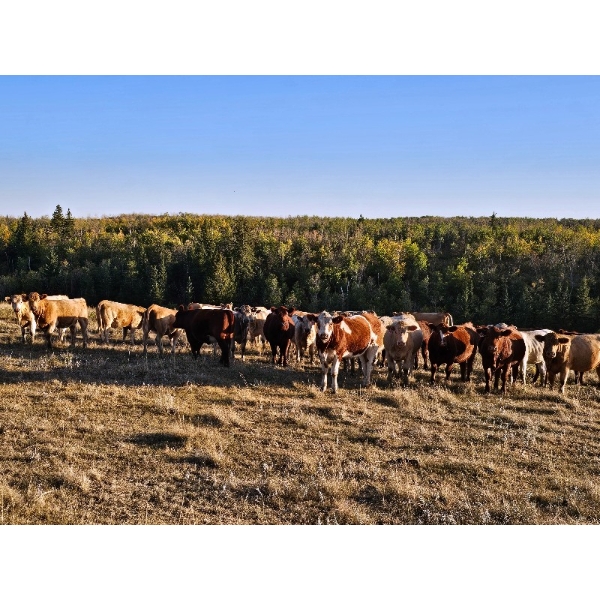 Lazy S Four Ranches - 1015# October Delivery Grass Heifers - 244 Head (Donalda, AB)