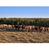 Image 1 : Lazy S Four Ranches - 1015# October Delivery Grass Heifers - 244 Head (Donalda, AB)