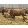 Image 3 : CCC Ranch - 15 November Delivery Dark Tan Bred Heifers (Coderre, SK)