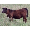 Image 7 : Goldridge Farming Co. - 500# October Delivery Steer Calves - 110 Head (Turin, AB)