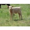 Image 9 : Circus Coulee Cattle - 530# November Delivery Heifer Calves - 100 Head (Dorothy, AB)