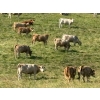 Image 5 : Rick Murphy - 1000# October Delivery Grass Heifers - 140 Head (Lloydminster, AB)