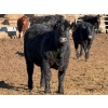 Image 5 : Habraken Farms Ltd. - 860# March Delivery Heifers - 72 Head (Scandia, AB)
