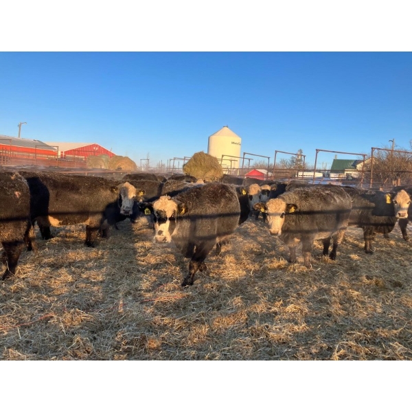 Drylander Ranch - 17 BBF 3rd Calvers (Coronation, AB)