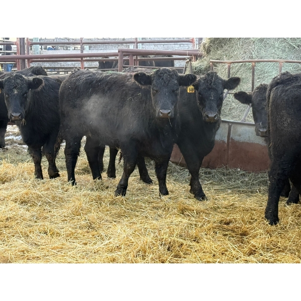 Lance Schelske - 10 Heifers (Pen 408B)