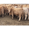 Image 7 : Williamson Farms - 925# February Delivery Heifers - 292 Head (Bow City, AB)