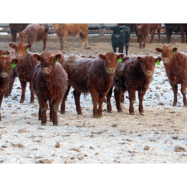 Breault Ranching Ltd. - 725# April Delivery Steers - 160 Head (Ste. Rose, MB) VBP+