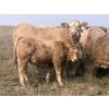 Image 6 : Wagstaff Land & Cattle & Desertland Cattle - 590# November Steer Calves - 65 Head (Sedalia, AB)