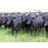 Image 3 : Taylor Enterprises Inc. - 875# September Delivery Grass Heifers - 210 Head (Wawota, SK)