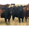 Image 1 : Rafter NZ Ranch - 11 Black X March/April Calving Bred Heifers (Pincher Creek, AB)