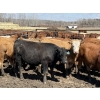 Image 6 : Jason & Kevin Szymanek - 860# May Delivery Steers - 60 Head (Stauffer, AB)
