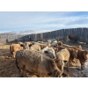 Image 4 : Corey & Lisa Barnett - 800# March Delivery Steers - 41 Head (Moose Jaw, SK)