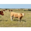 Image 8 : Kokay Farms Ltd. - 675# November Delivery Heifer Calves - 55 Head (Rosemary, AB)
