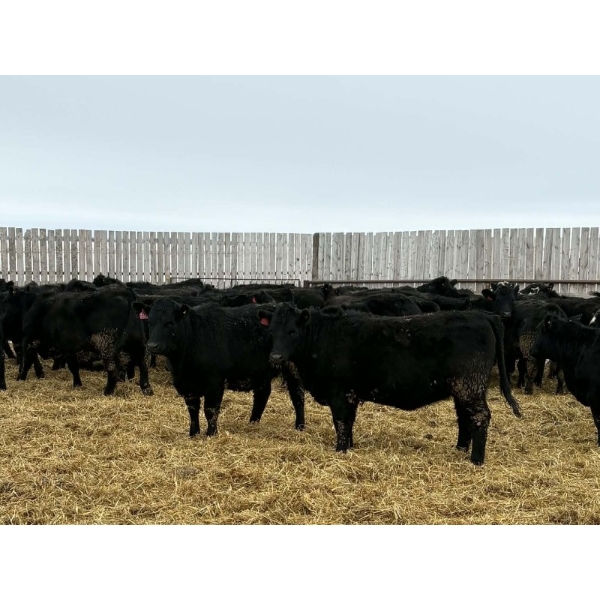 Dalrymple Enterprises - 925# March Delivery Heifers - 65 Head (Elie, MB)
