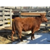 Image 2 : Fox Cattle Co. - 3 Bred Heifers (Pen 511)