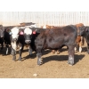 Image 6 : Little Rainbow Ranch - 820# June Delivery Steers - 144 Head (Moosomin, SK)
