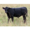 Image 7 : Leib Farm & Ranch Ltd. - 715# November Delivery Steer Calves - 85 Head (Southey, SK)