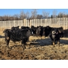 Image 7 : Bircham Ranch - 900# January Delivery Steers - 135 Head (Piapot, SK)