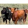 Image 2 : Cross Coulee Ranching - 950# October Delivery Grass Heifers - 62 Head (Duchess, AB)
