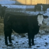 Image 5 : Hawk Ranching - 875# February Weaned Steers - 72 Head (Nanton, AB)