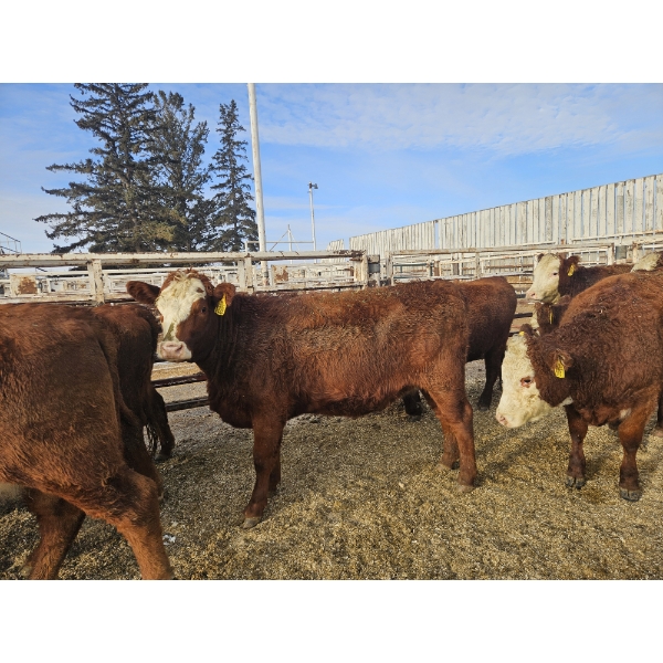Gemstone Cattle Company - 10 Red Blaze Heifers (Pen 335 - 339) 943# avg