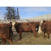 Image 1 : Gemstone Cattle Company - 10 Red Blaze Heifers (Pen 335 - 339) 943# avg