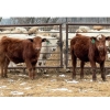Image 4 : Winn Man Farms - 695# March Delivery Steers - 22 Head (Winnipegosis, MB)