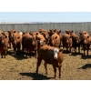 Image 2 : PSV Farms Ltd. - 880# May Delivery Heifers - 58 Head (Enchant, AB)