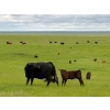 Image 4 : Sherness Farms - 560# October Delivery Steer Calves - 30 Head (Sheerness, AB)