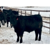 Image 9 : Sturgeon River Ranch - 800# March Delivery Steers - 200 Head (Rockyford, AB)