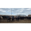 Image 5 : Driland Feeders - 1000# May Delivery Steers - 76 Head (Burdett, AB)
