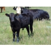 Image 21 : Endersby Ranching - 535# October Delivery Steer Calves - 105 Head (Youngstown, AB)