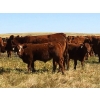 Image 2 : Mashon Ranches - 675# October Delivery Steer Calves - 90 Head (Homestead Coulee, AB)