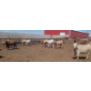 Image 7 : Cattlewood Farms Ltd. - 690# May Delivery Steers - 90 Head (Stirling, AB)