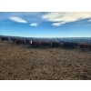 Image 3 : Block's Ranching Ltd. - 800# November Grass Heifers - 77 Head (Abbey, SK)