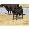 Image 4 : R&W Cattle Co. (Regan & Whitney Curry) - 490# Steer Calves - 120 Head (Sunnynook, AB) VBP+