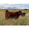 Image 8 : Palmer Ranch - 450# December Delivery Steer Calves - 180 Head (Pincher Creek, AB)