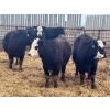 Image 9 : G & B Farms - 935# April Delivery Steers - 64 Head (Deloraine, MB) VBP+