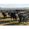 Image 3 : 9 Bar Ranch - 600# February Delivery Heifers - 30 Head (Fincastle, AB) VBP+