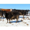 Image 7 : David Garvey - 1625# March Delivery Cows - 67 Head (Wapella, SK)